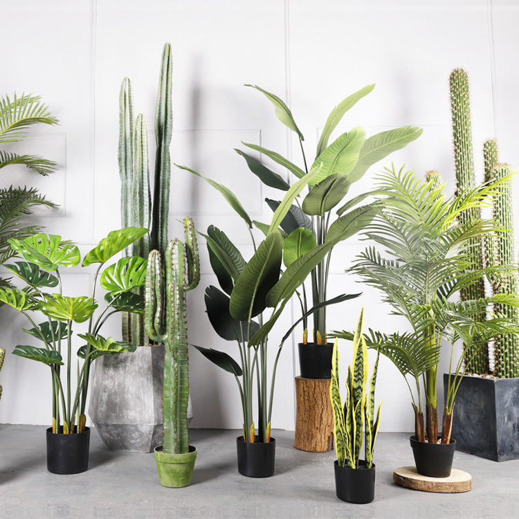 Indoor Plants & Planters